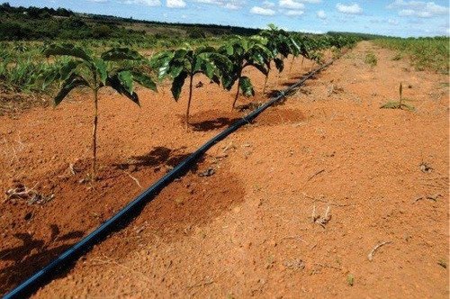 Sistema de irrigação de gotejamento em mudas de mogno africano, pequenas, com poucas folhas, em um terreno com terra alaranjada. Um tubo preto permite a irrigação por gotas e a terra em volta das mudas está molhada. 