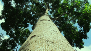 árvore de mogno africano vista de baixo, com tronco largo e copa verde escura e densa