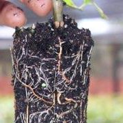 uma mão segura uma muda de mogno africano e mostra as raízes da muda segurando uma porção de terra, prestes a ser plantada. é um frame do vídeo que gravamos no viveiro origem ensinando a plantar mudas de mogno africano