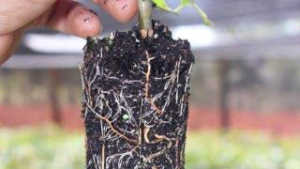 uma mão segura uma muda de mogno africano e mostra as raízes da muda segurando uma porção de terra, prestes a ser plantada. é um frame do vídeo que gravamos no viveiro origem ensinando a plantar mudas de mogno africano