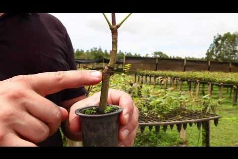 uma pessoa segura uma muda de mogno africano e aponta para o caule da muda, é um dos frames do vídeo que ensina a identificar uma boa muda de mogno africano