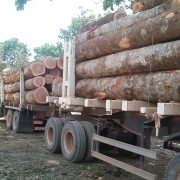 toras de madeira de mogno africano cortado no Brasil