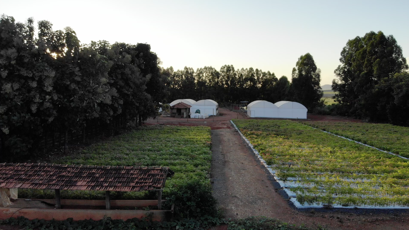 Qual a diferença entre mudas clonais e mudas seminais imagem aberta de uma horta