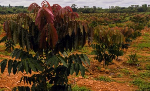 árvore jovem de mogno africano com folhas avermelhadas e verdes, em destaque no meio de outras árvores jovens em um território de plantio.