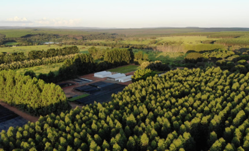 vista aérea da floresta de mogno do viveiro origem, mostrando a distância entre as árvores, para ilustrar o blogpost sobre o espaçamento ideal para mudas de mogno africano.