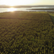 vista aérea da floresta de mogno africano do Viveiro Origem, com o sol se pondo ao fundo. A floresta é certificada, descubra mais sobre a certificação florestal no nosso blog!
