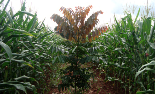 Uma muda de mogno africano com folhas avermelhadas em meio a pés de milho, ilustrando um sistema de consórcio do mogno com o milho.