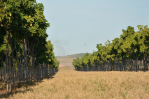 Árvores de mogno africano em volta de uma área de pasto com capim amarelado, ilustrando o consórcio do mogno com o gado e o capim para pastagem.