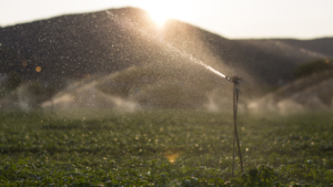 Sistema de microaspersão, no qual uma haste sustenta um dispositivo que libera água em pequenas gotículas sobre uma plantação rasteira, com o sol ao fundo, se pondo atrás da montanha.