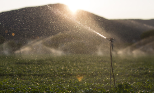 Sistema de microaspersão, no qual uma haste sustenta um dispositivo que libera água em pequenas gotículas sobre uma plantação rasteira, com o sol ao fundo, se pondo atrás da montanha.
