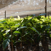 Close de um conjunto de mudas de mogno-africano