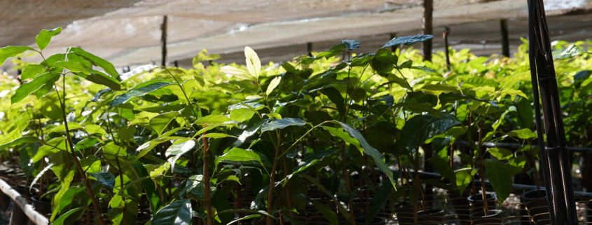 Close de um conjunto de mudas de mogno-africano