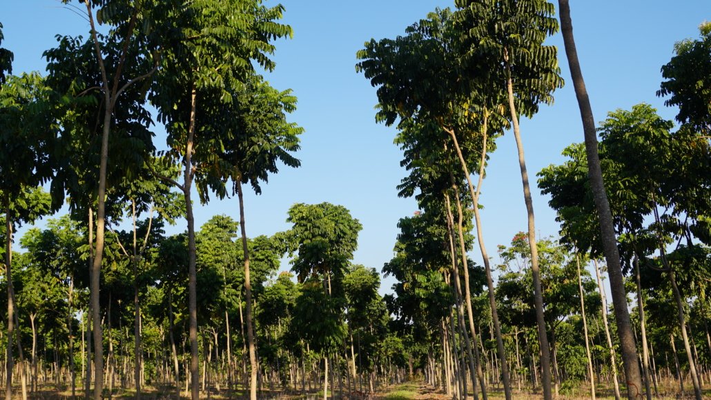 Várias árvores de mogno-africano 