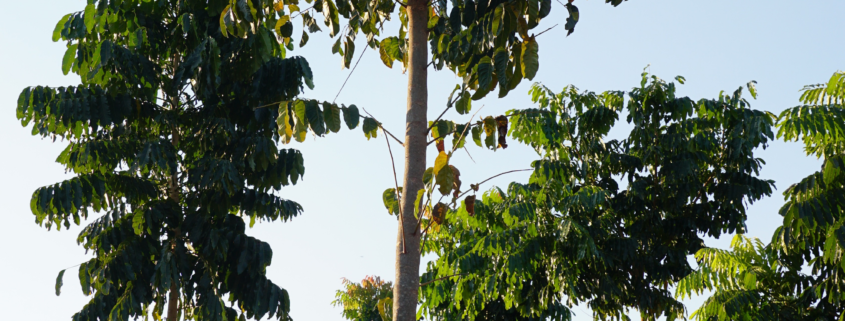 Floresta de mogno-africano saudável