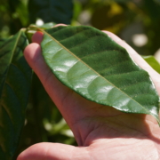 folha de mogno africano