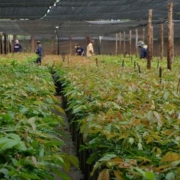 monitoramento da floresta de mogno africano