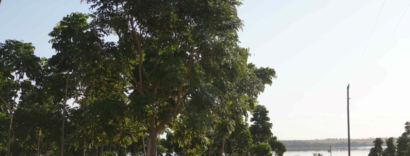 mogno africano floresta rendimento